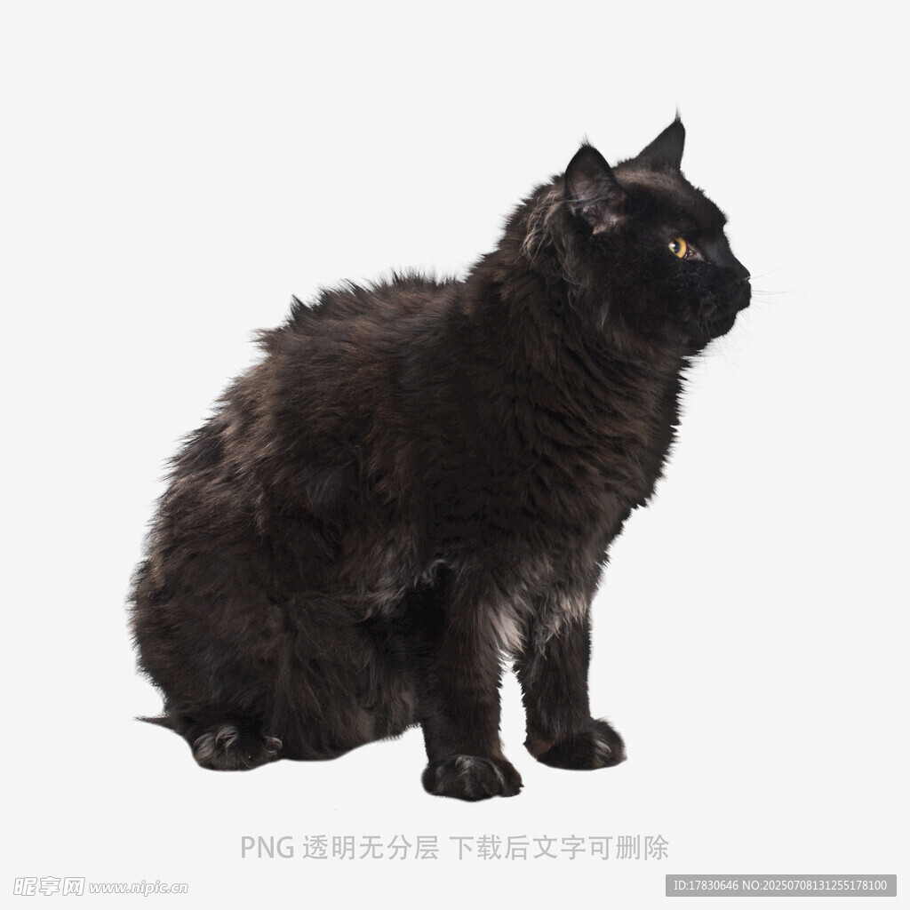 黑色猫咪端坐