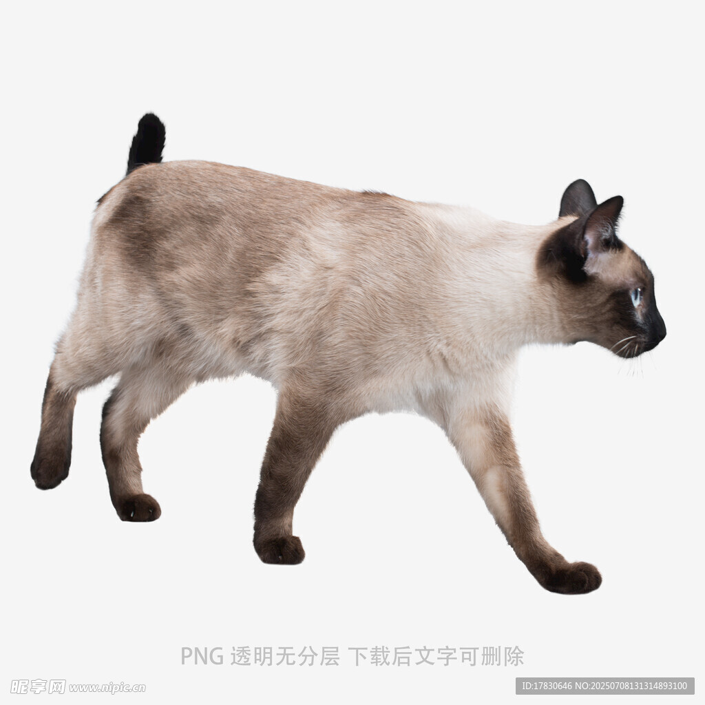 行走的暹罗猫