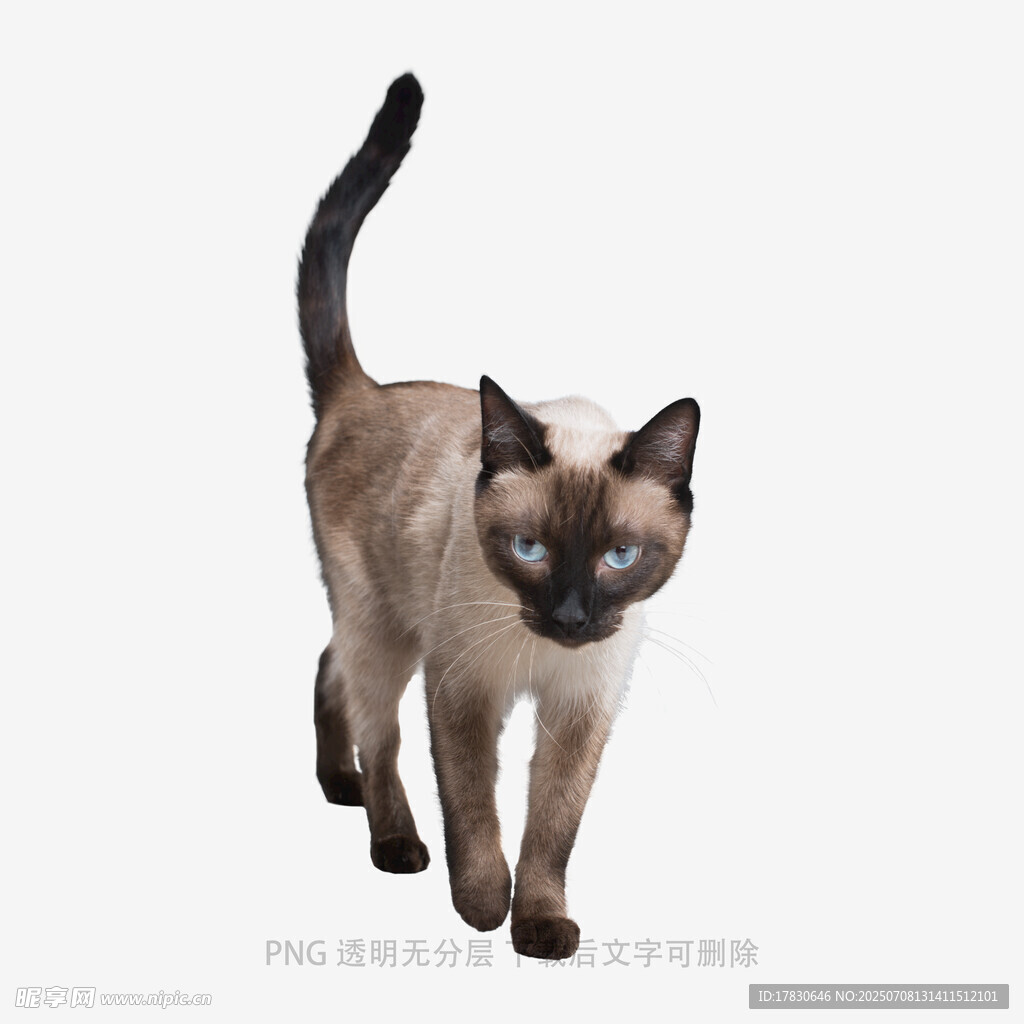 暹罗猫优雅行走