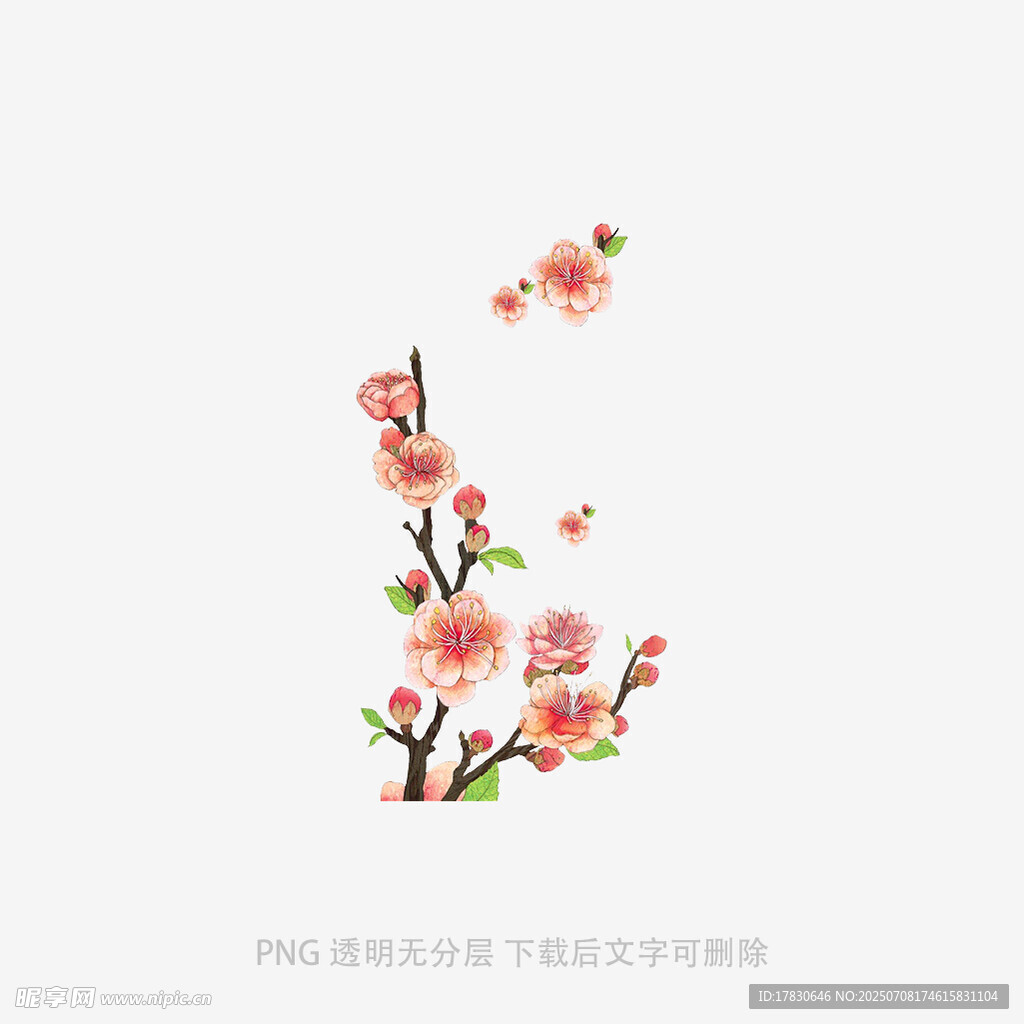 枝头绽放的粉嫩桃花