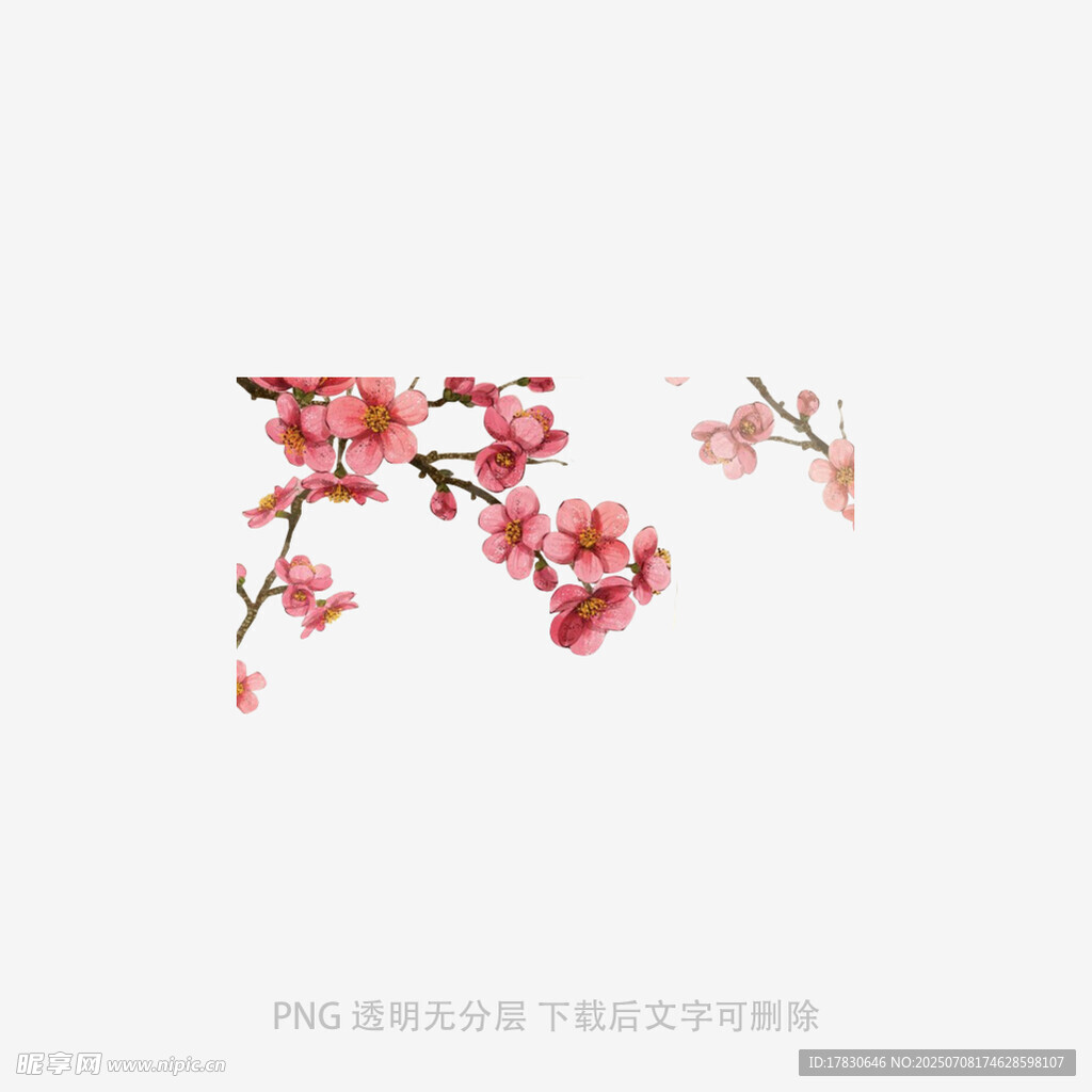 枝头绽放的娇艳粉色花朵