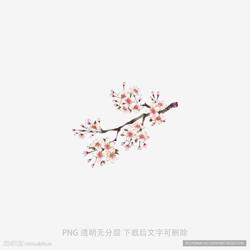 一枝绽放的粉色花枝