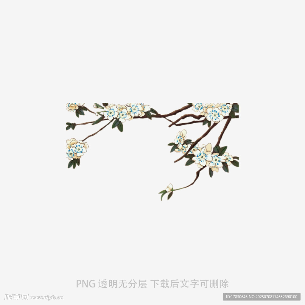 枝头绽放的白色花朵