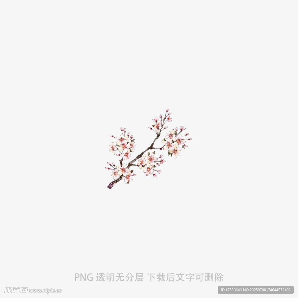 一枝绽放的精致花朵
