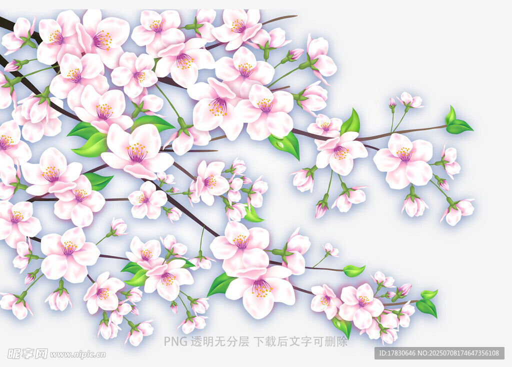 唯美绽放的粉嫩樱花枝