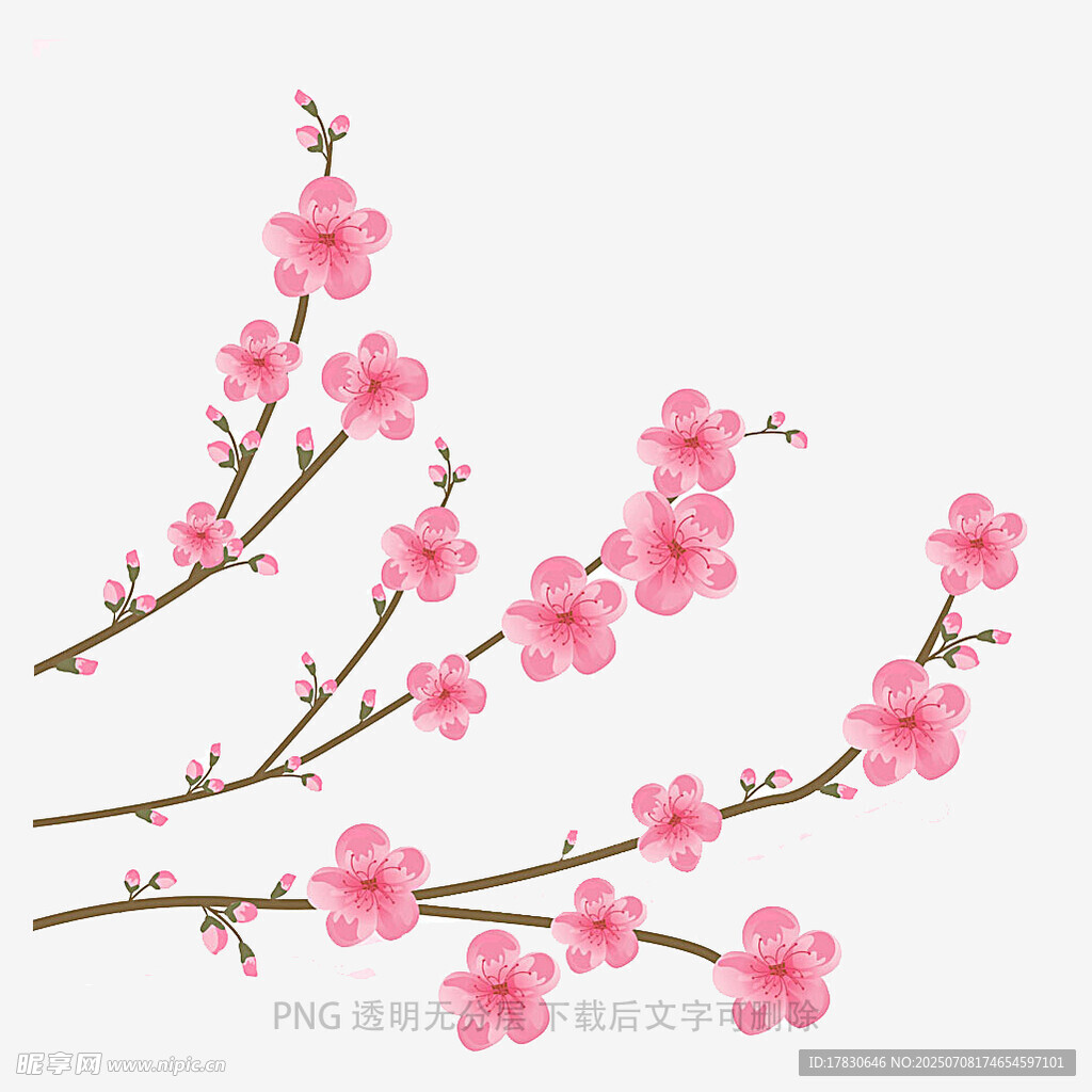 粉色绽放的美丽桃花枝