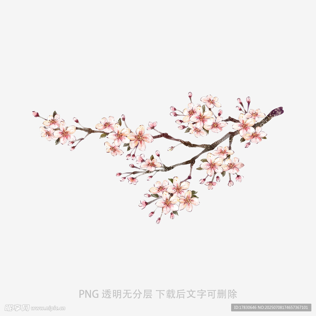 手绘桃花枝