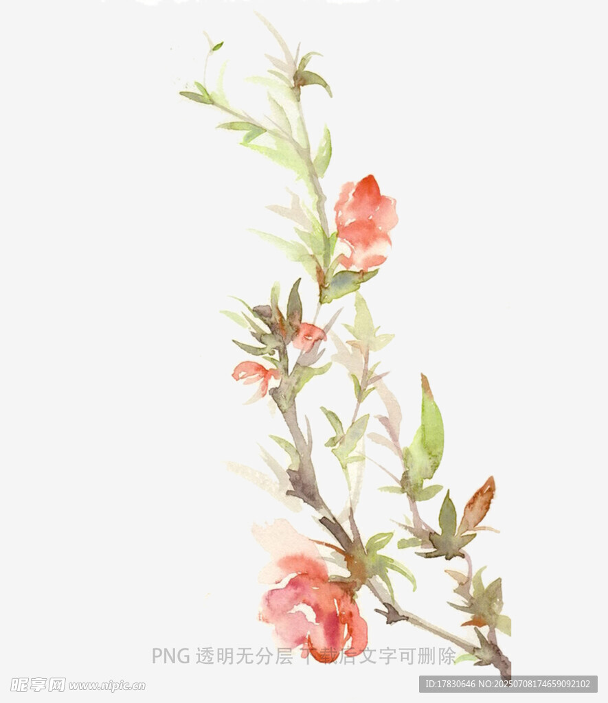 手绘花卉枝条图