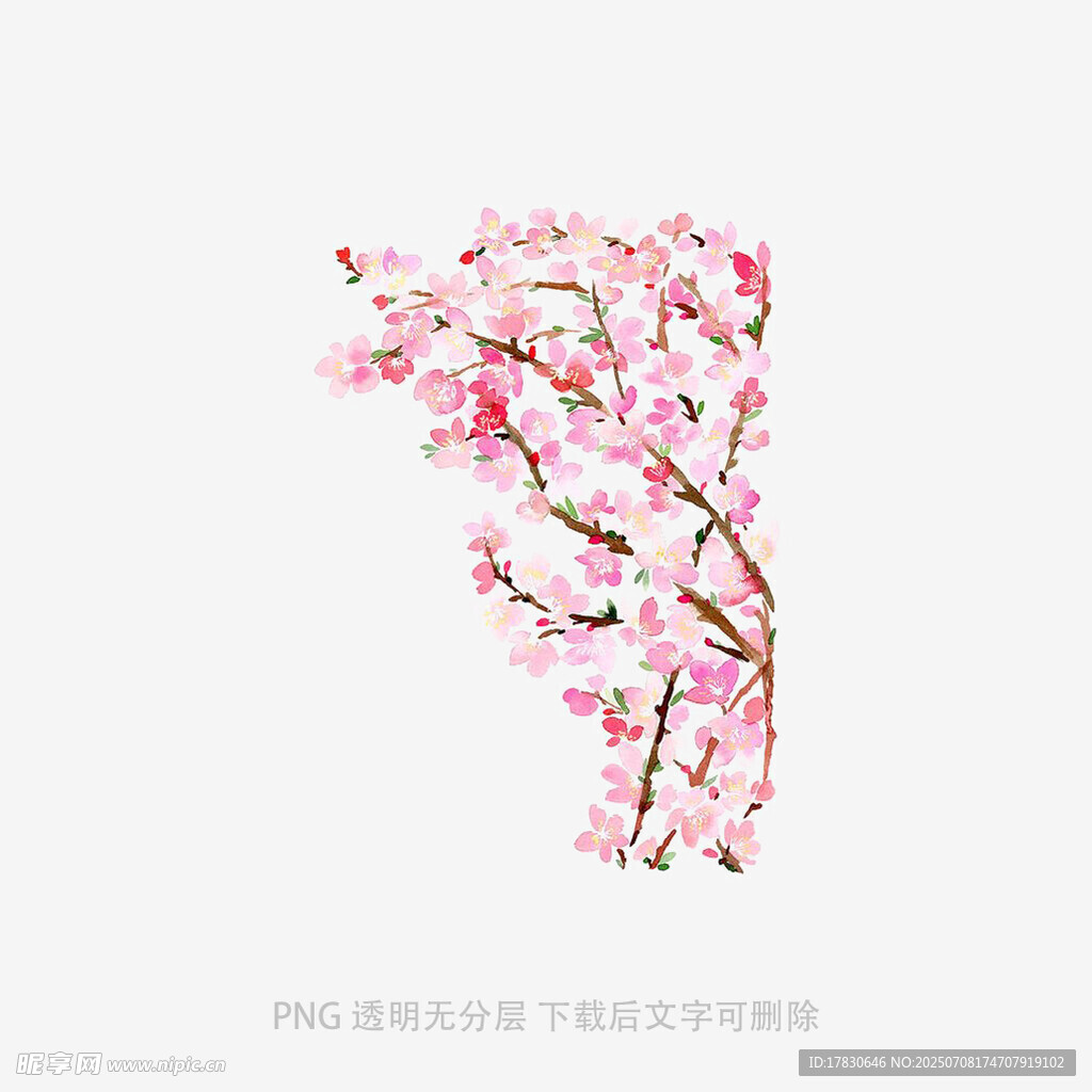 一枝绽放的粉色桃花