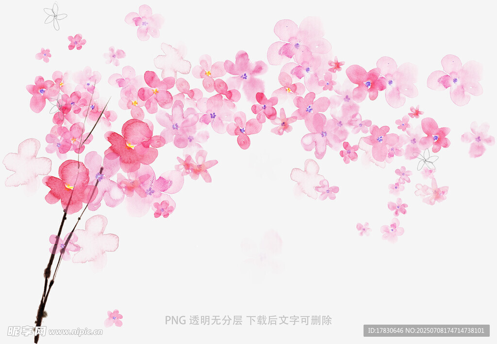 粉色烂漫樱花枝