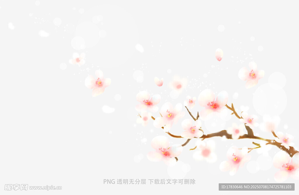唯美樱花枝