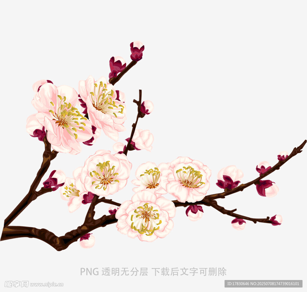 粉色梅花枝特写