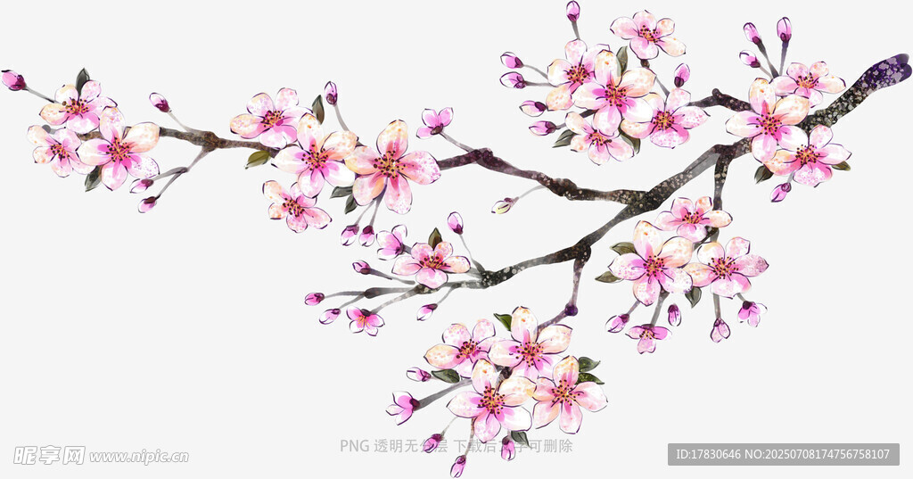 粉色桃花枝