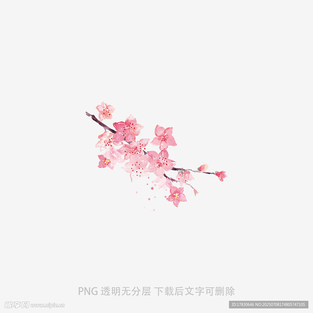 一枝烂漫樱花绽放