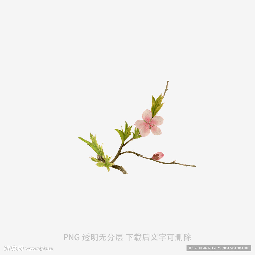 一枝粉嫩桃花枝