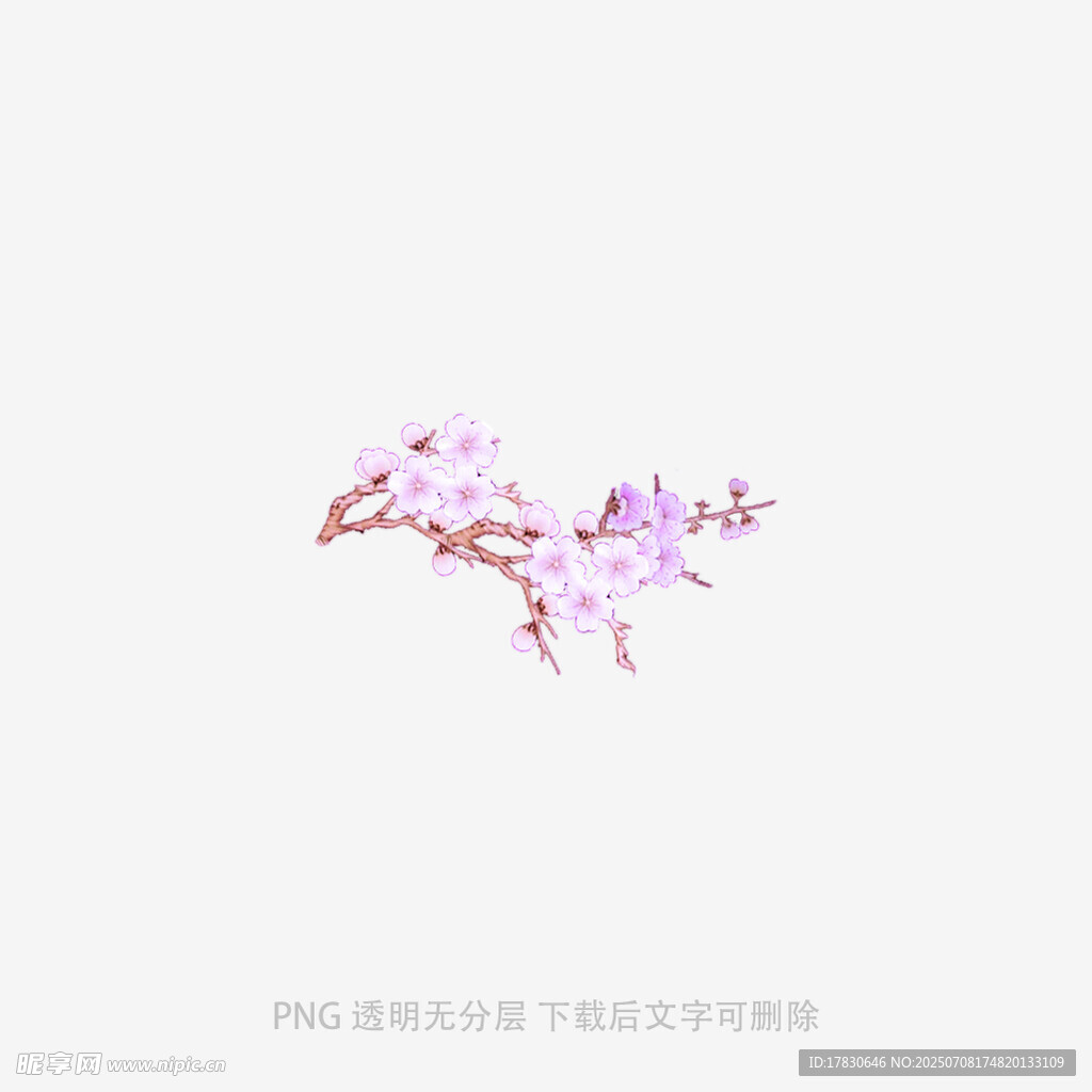 一枝粉嫩樱花绽放