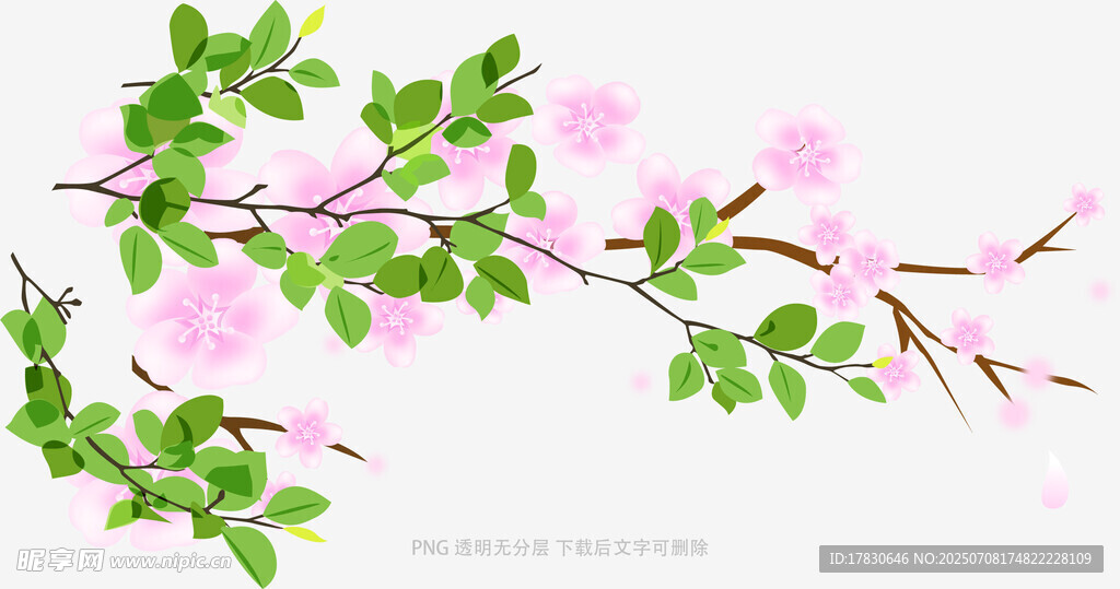 粉色花枝插画