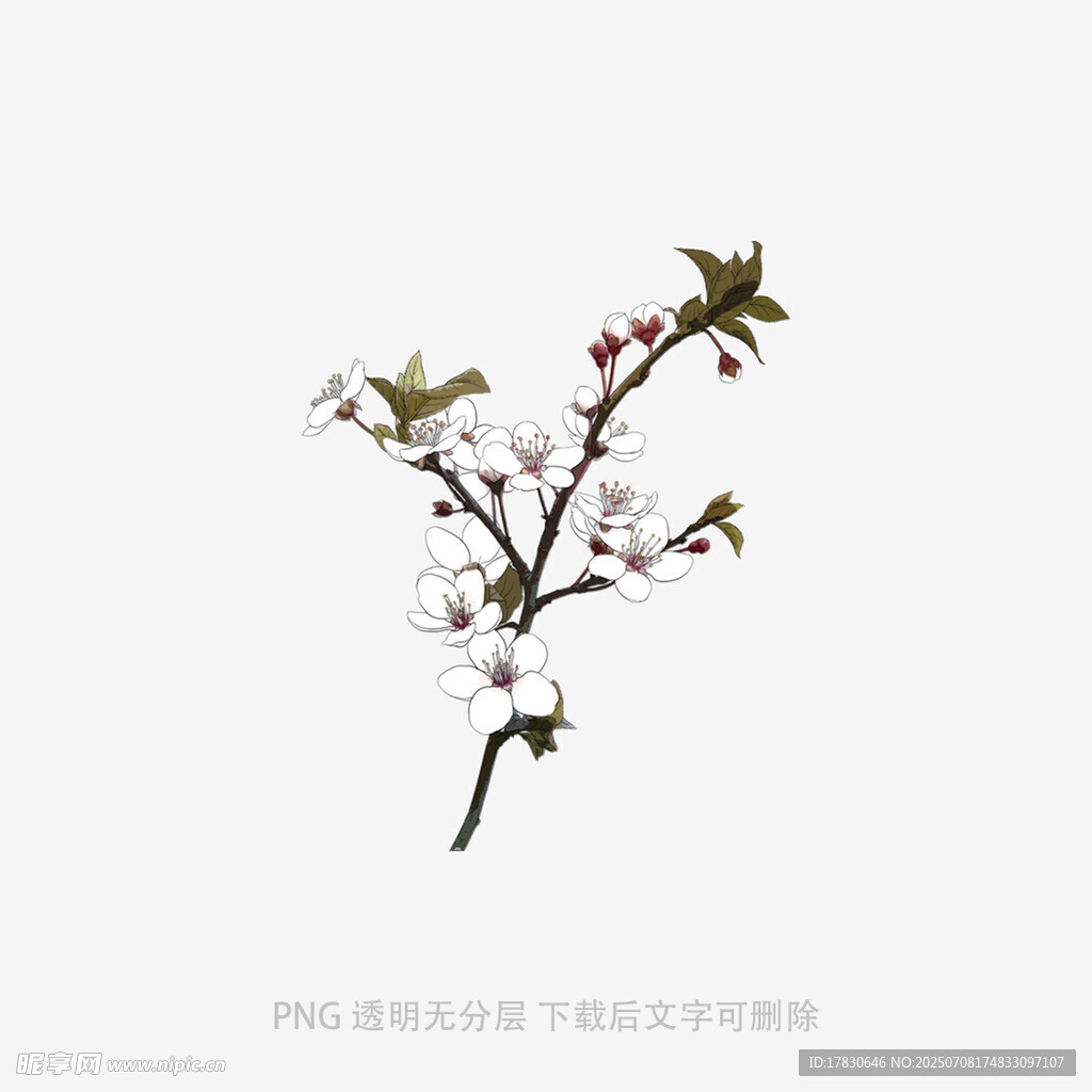 一枝绽放的白色花朵