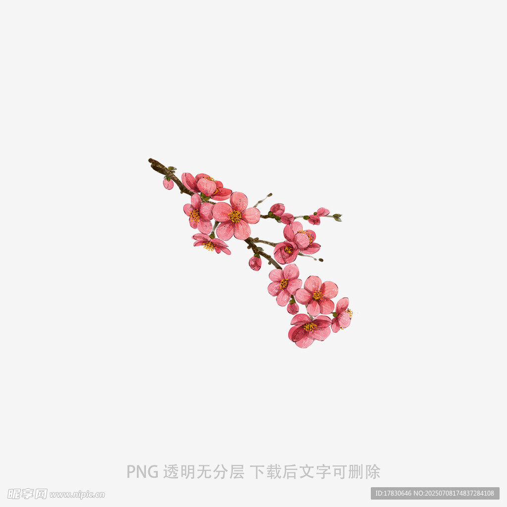 一枝娇艳盛开的粉色梅花