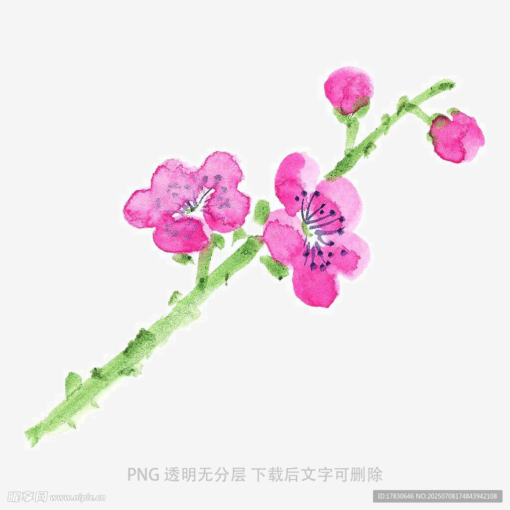 手绘粉色桃花枝