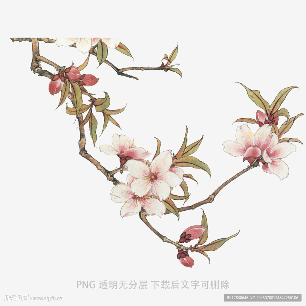 桃花枝插画