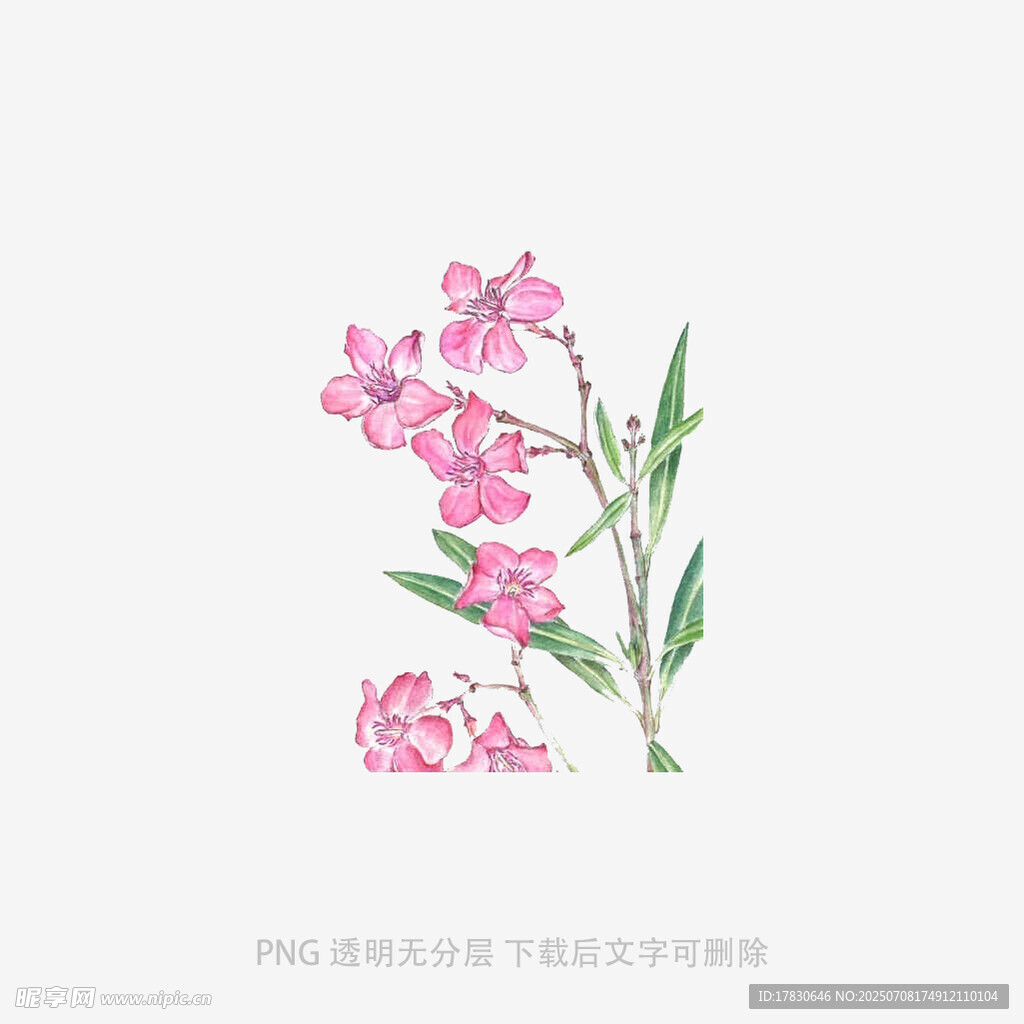 手绘粉色花卉插画