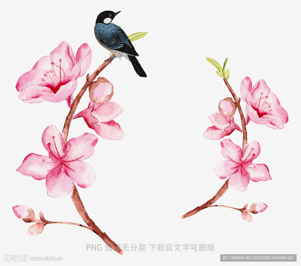 枝头鹊伴桃花绽放