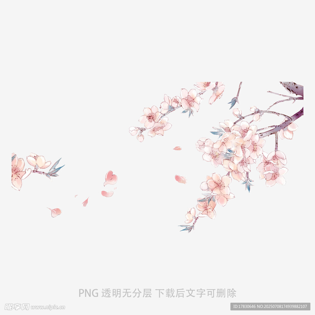 唯美飘落的粉色花枝