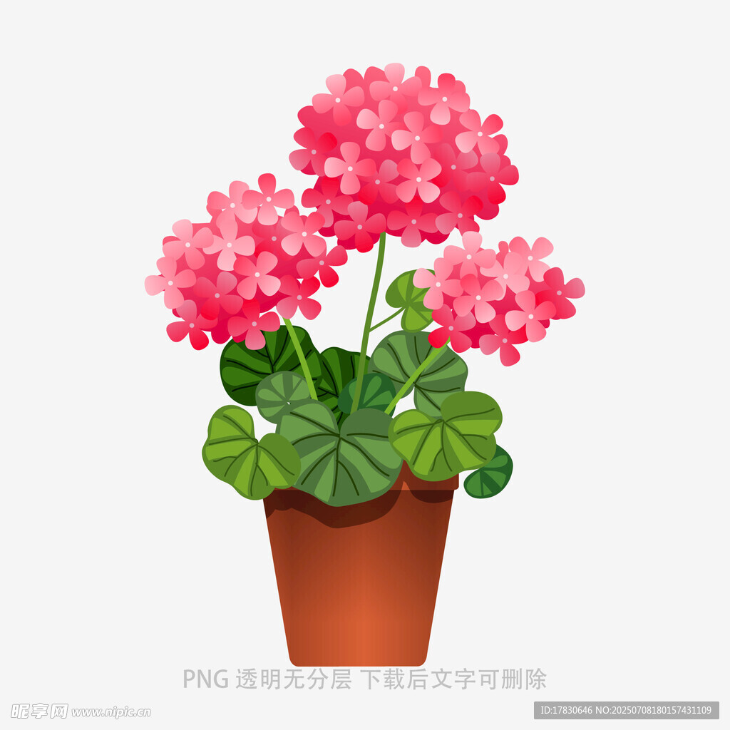 盆栽天竺葵插画