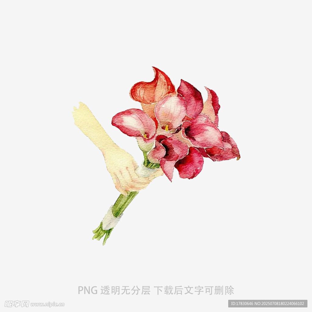 娇艳绽放的粉色唐菖蒲花