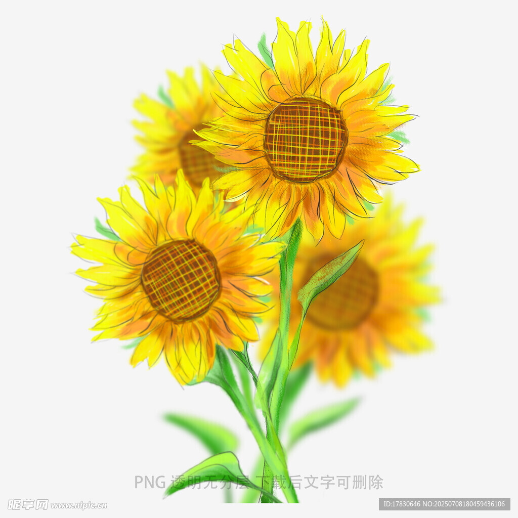 绽放的向日葵花朵