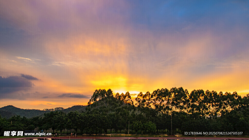 夕阳下的树林美景
