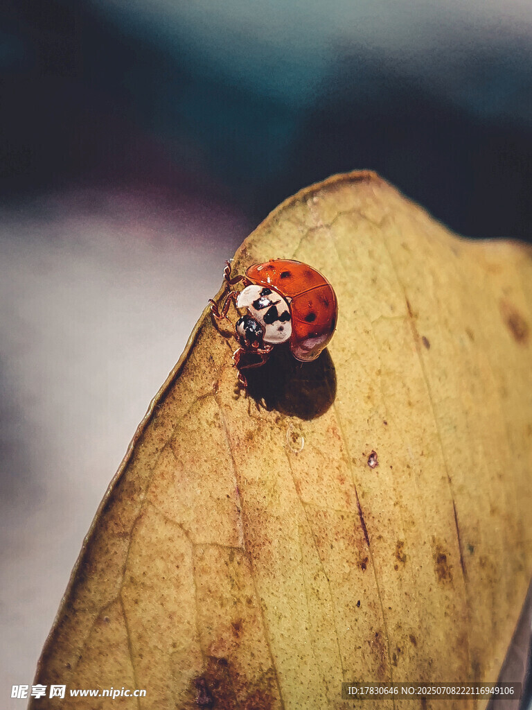 叶上瓢虫