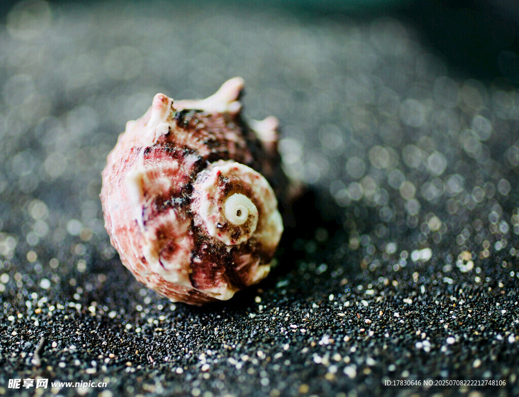 独特海螺特写