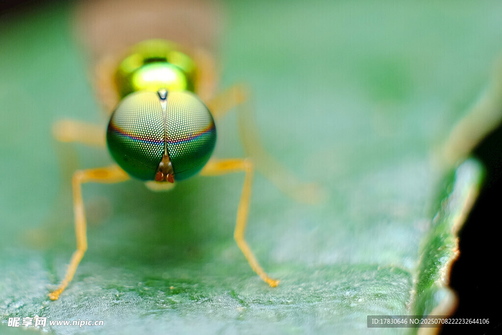 绿色蜻蜓特写