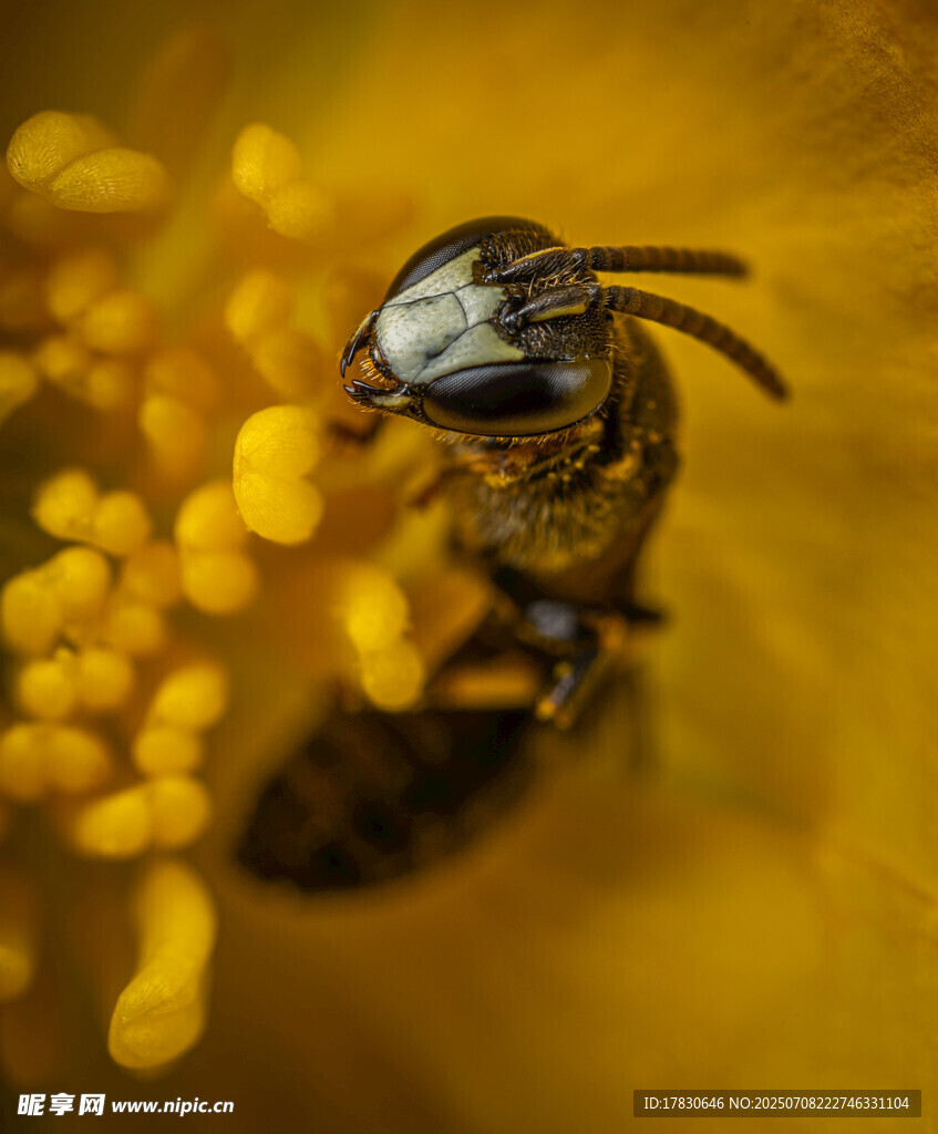 蜜蜂采花粉特写