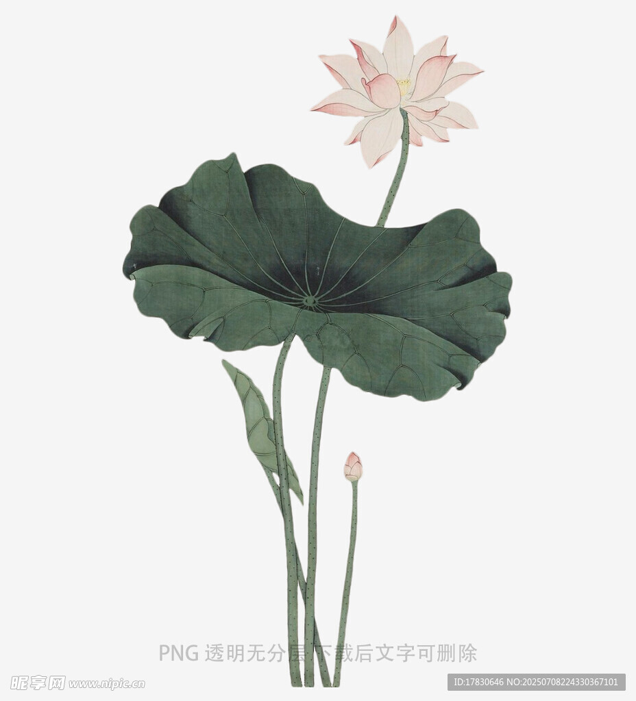 水墨风荷花荷叶插画