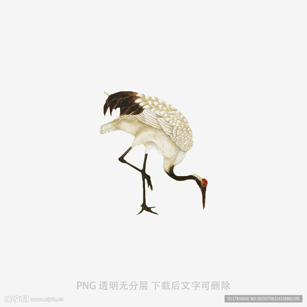 单腿站立的优雅白鹤