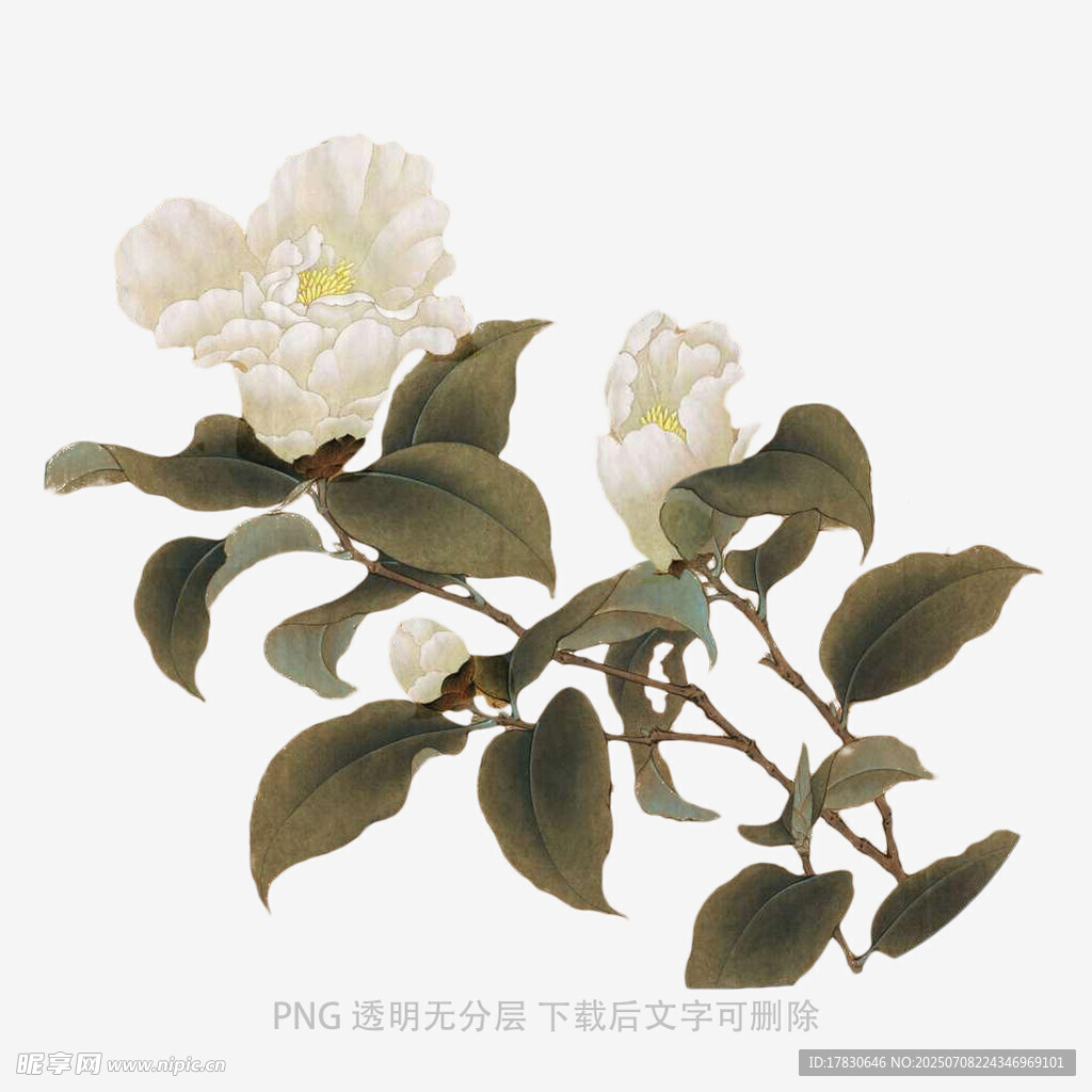 白花朵与绿叶的优雅景致