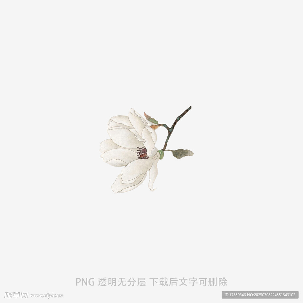 单枝玉兰花特写