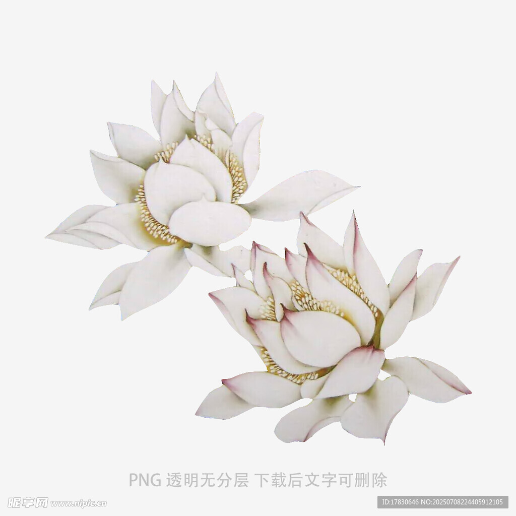 两朵素雅白色莲花