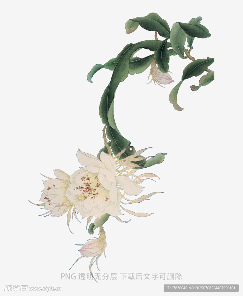 盛开的昙花