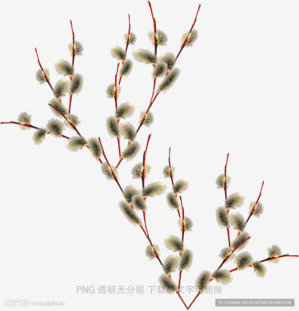银芽柳枝条特写