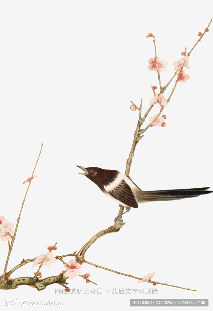 喜鹊立于花枝上