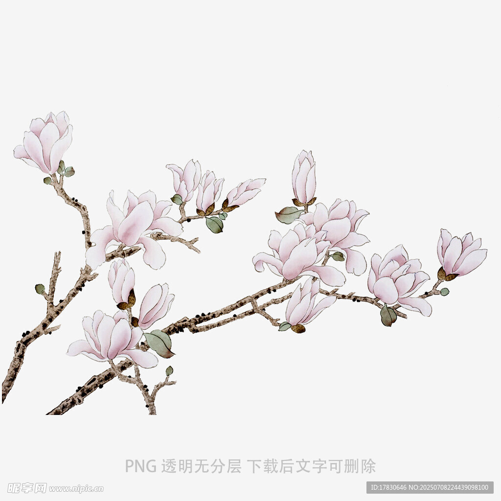玉兰花枝绽放