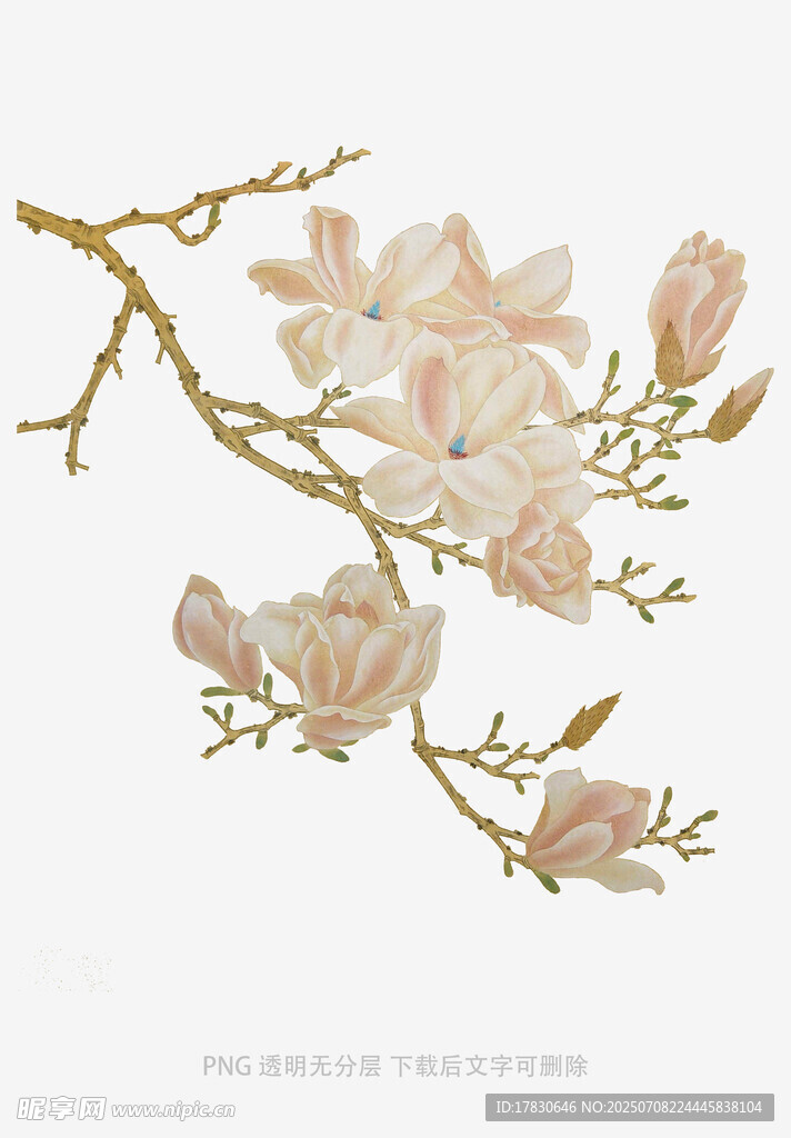 玉兰花枝插画
