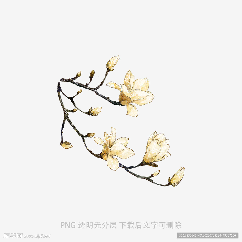 玉兰花枝插画