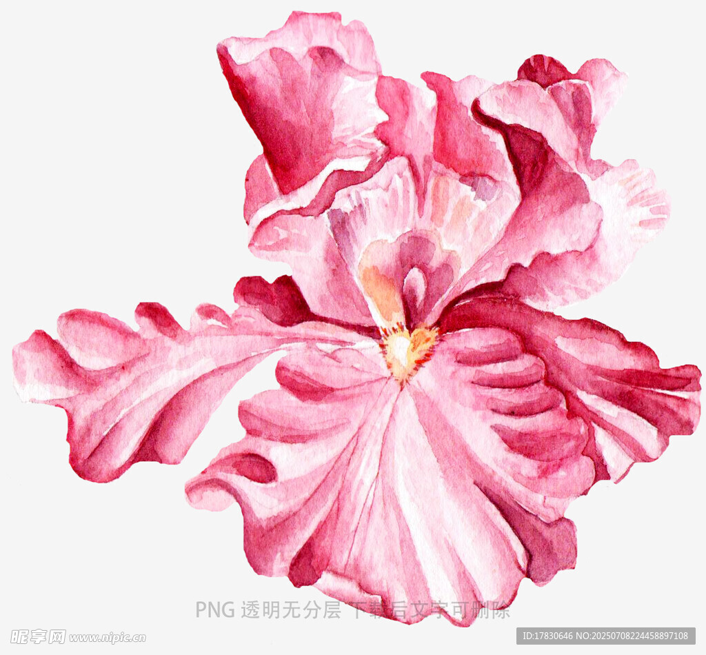 粉色鸢尾花水彩画