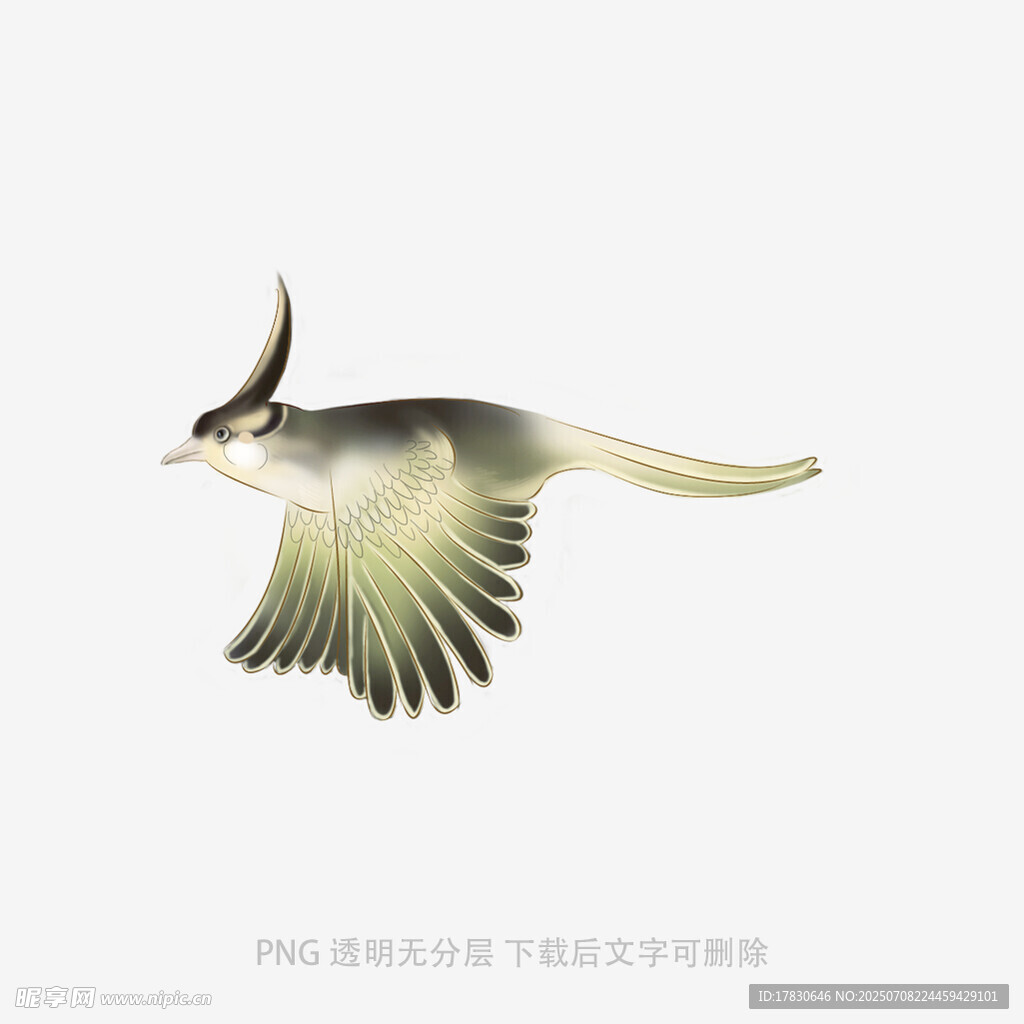 飞翔的冠羽鸟