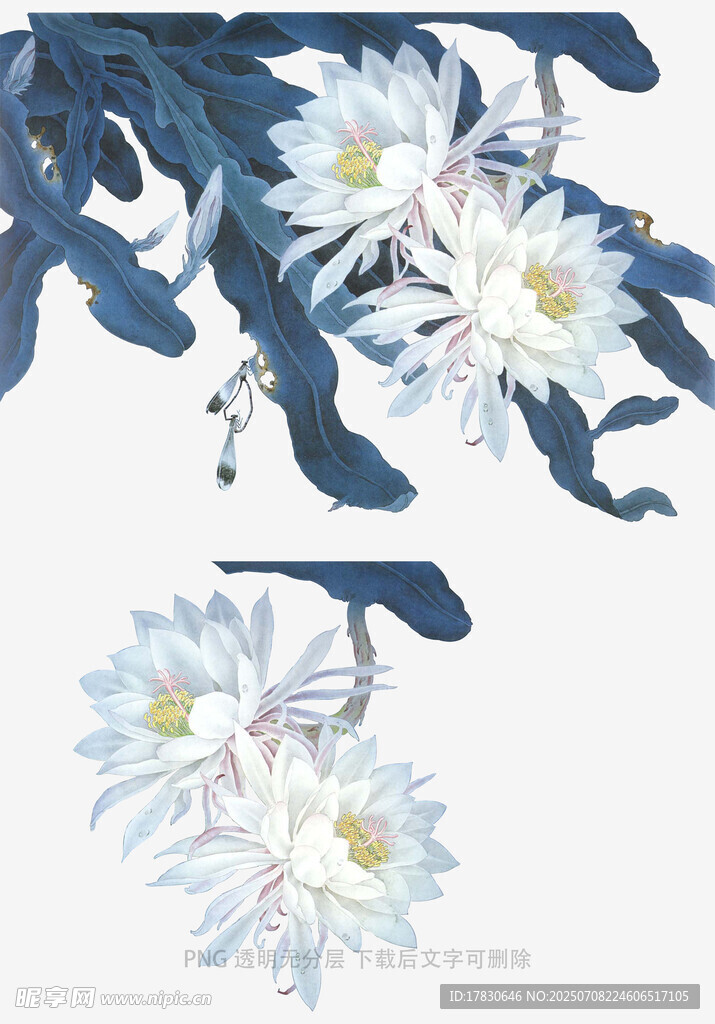 蓝白花卉插画
